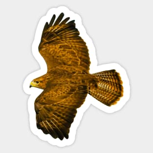 Buzzard in flight Sticker